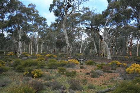 Where to see Numbats — Project Numbat