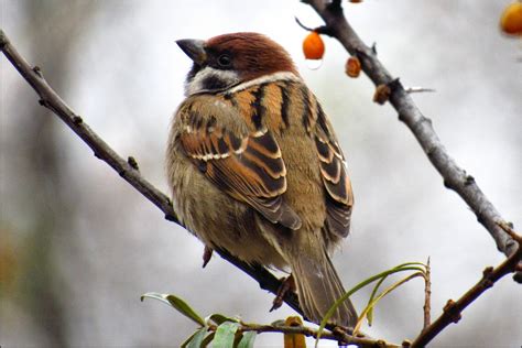 Eurasian Tree Sparrow – birdfinding.info