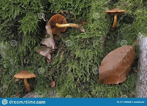 The Cinnamon Webcap Cortinarius Cinnamomeus Is An Poisonous Mushroom