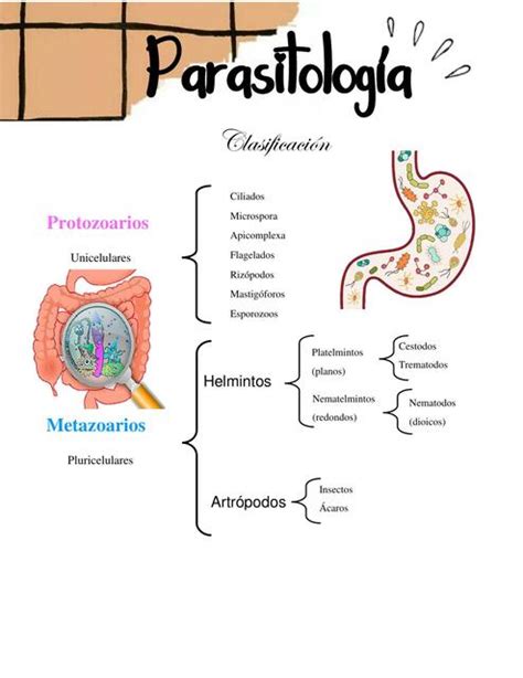 Apuntes De Parasitologia EnfermerÍa Apuntes 💉📖 Udocz