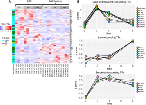 Significance Proteins In EGF Or EGF Gefitinib Treated Experiments A