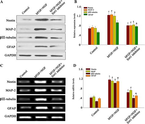 Sirt Promoted Bfgf And Ngf Induced Neural Differentiation Of Dpscs A