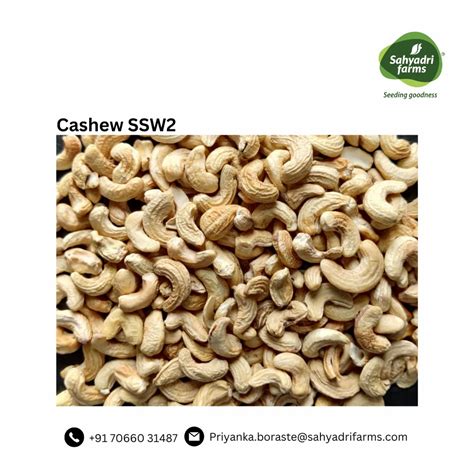 Cashew SSW 2 Tin Packaging Size 10 Kg At Rs 525 Kg In Ojhar ID