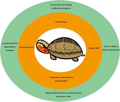 The Evolutionary Advantages Of Chelonians Are Making Them Vulnerable To