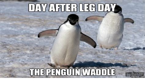 15 Down Right Hilarious Penguin Memes | Workout humor, Leg day quotes ...