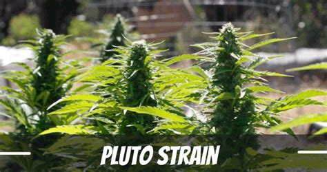 Pluto Kush Cannabis Strain Information and Review 2024