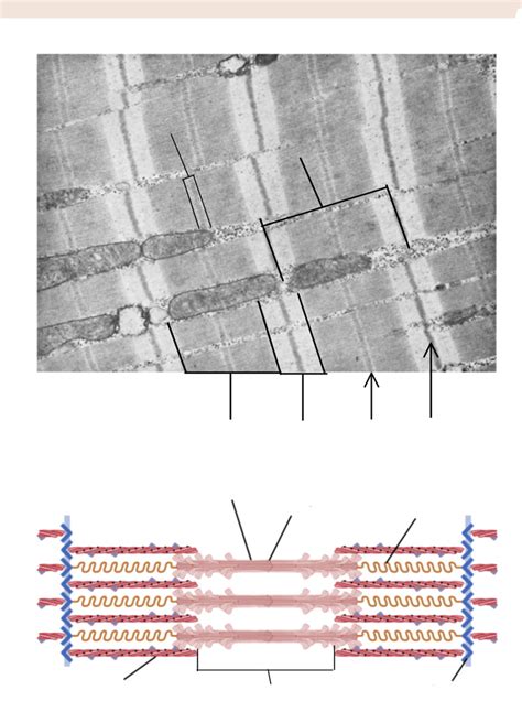 Sarcomere Diagram Diagram Quizlet