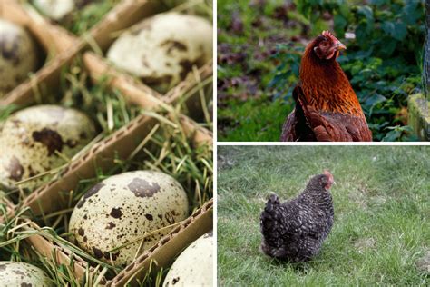 What Chickens Lay Speckled Eggs