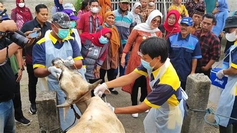 Dkpp Klaten Lakukan Vaksin Antraks Hewan Ternak