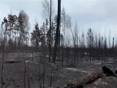 Площадь пожаров в Рязанской области выросла почти на десять процентов ...