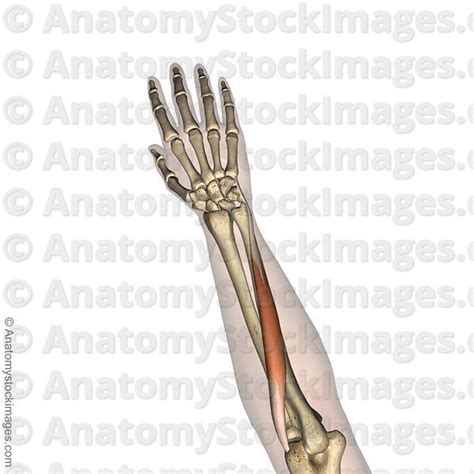 Anatomy Stock Images Forearm Musculus Extensor Carpi Ulnaris Ulna