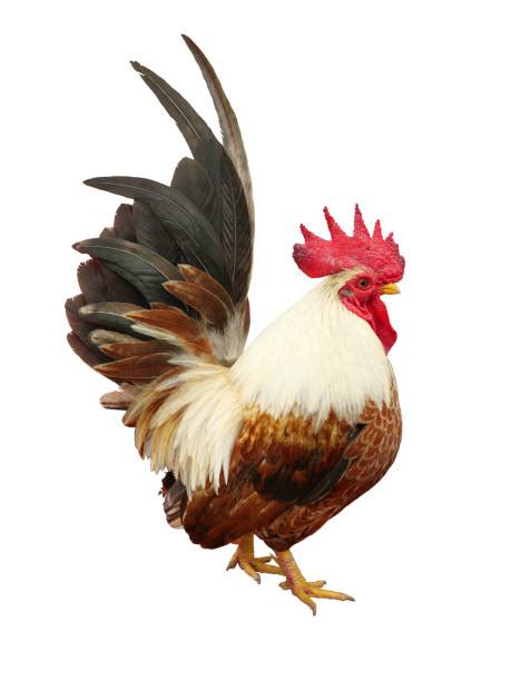 farm thailand bantam rooster stock  pictures royalty