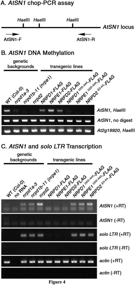 A Schematic Of An Atsn Retroelement Locus Showing The Locations Of