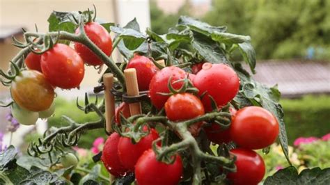 Tomates Cerises Sur Le Balcon Comment Les Cultiver Et En Entretenir