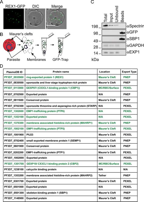 Enrichment And Analysis Of Maurer S Clefts From P Falciparum