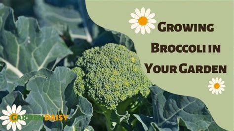 Growing Broccoli In Your Garden Garden Daisy