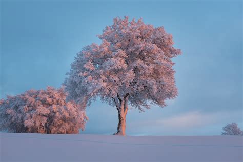 Free Images Landscape Tree Nature Branch Blossom Snow Winter