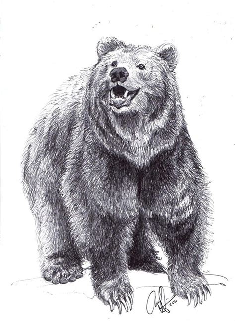 Realistic Bear Drawing at PaintingValley.com | Explore collection of ...