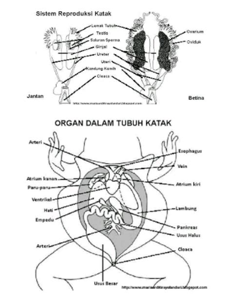 Gambar Sketsa Katak