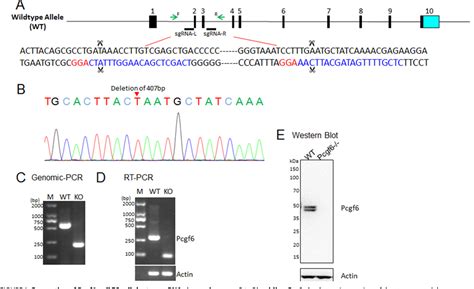 Figure 1 From Essential Role For Polycomb Group Protein Pcgf6 In