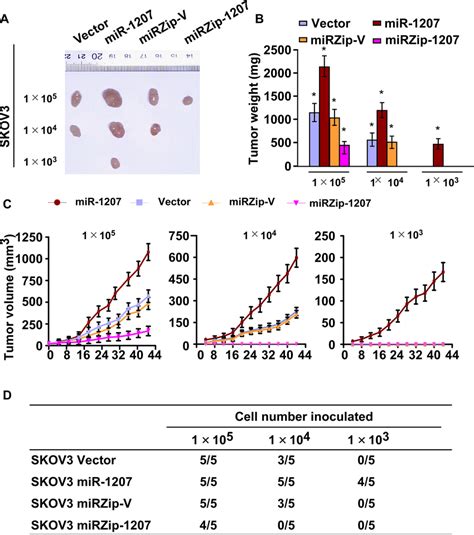 Mir Enhances Ovarian Cancer Cell Tumorigenicity In Vivo A