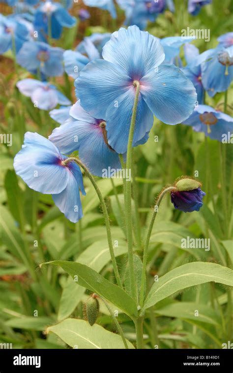 Meconopsis Blue poppy Stock Photo - Alamy