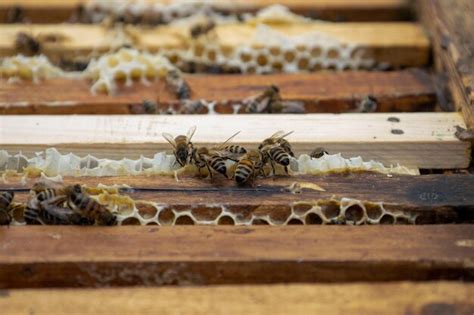 Premium Photo Bees On Honeycombs With Honey