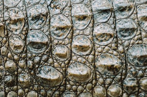 Detailed Of African Crocodile Stock Photo | Adobe Stock