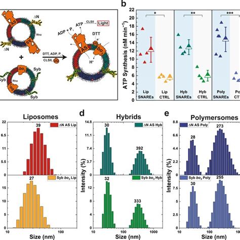 Membrane Mixing Upon Snare Mediated Fusion A The Nearly Neutral Zeta