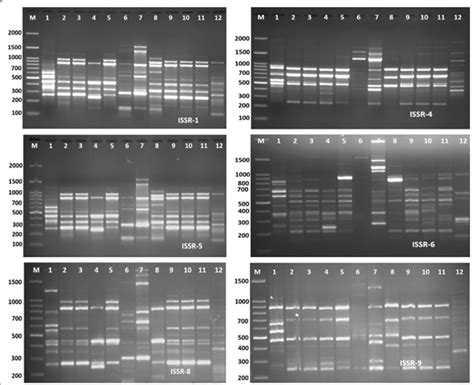 Issr Pcr Profile Of The Trichoderma Isolates Generated With Issr