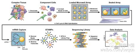 Seq Well一种便携低成本且高通量的单细胞RNA测序方法 化工仪器网