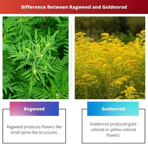 Ragweed vs Goldenrod: Difference and Comparison