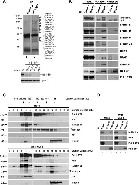 Pdf Cellular Rna Binding Proteins Ns1 Bp And Hnrnp K Regulate