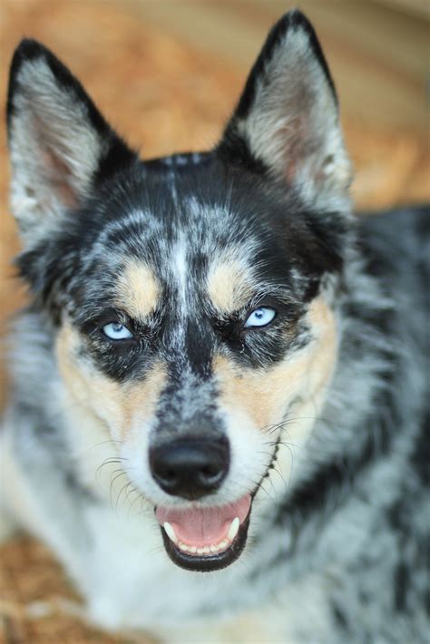 Chow Chow Blue Heeler Mix Bleumoonproductions