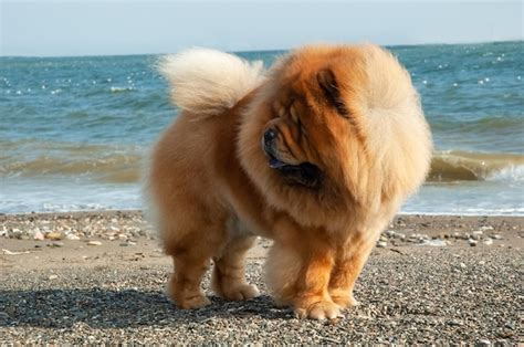 Premium Photo | Chow chow purebred dog brown color