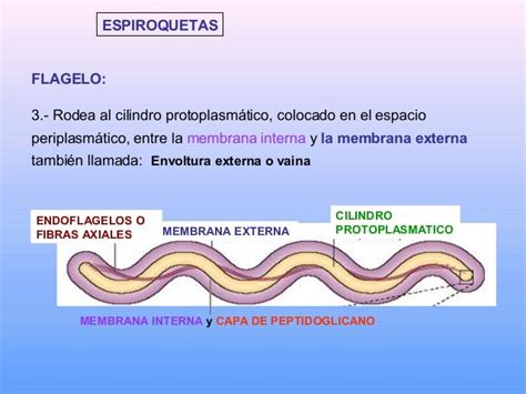 Espiroquetas Ucla Venezuela Aranguren Yudy Morantes L Álvarez