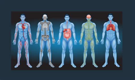 Guia Completo Dos Sistemas Do Corpo Humano Veja Todos