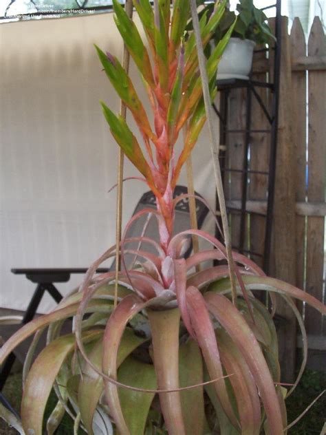 Plantfiles Pictures Tillandsia Bromeliad Air Plant Tillandsia Xerographica By Harddriver