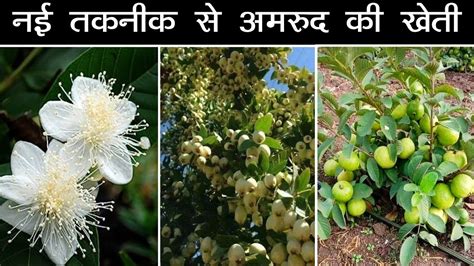 अमरुद की खेती Amrud Ki Kheti Guava Farming अमरूद की खेती कैसे करें Youtube