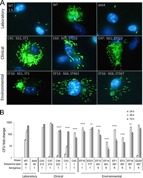 Yields Of Serogroup 1 Clinical And Serogroup 6 Environmental Isolates