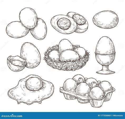 Eggs Sketch Vintage Natural Egg Broken Shell Hand Drawn Farming Food