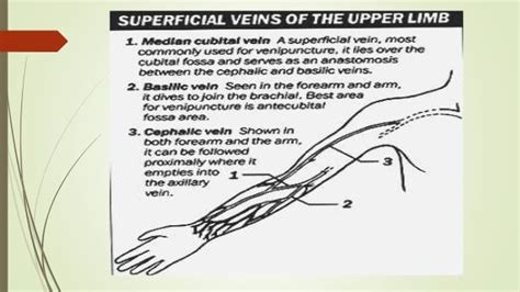 Diagram Of Veins In Arm For Phlebotomy