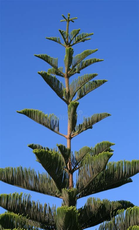 Araukarie Heterophylla Norfolk Inselkiefer Stockbild Bild Von Betrieb