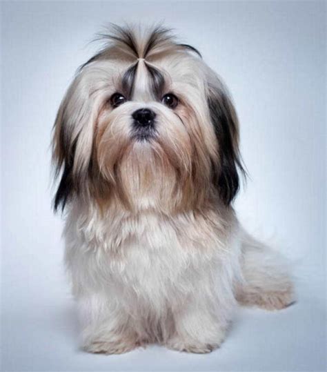 The 7 Best Haircuts For Shih Tzu