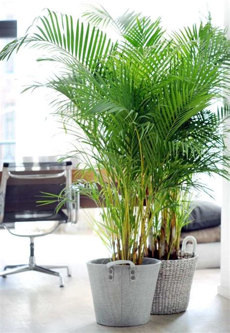 11 Best Indoor Palm Plants You Can Grow In India • India Gardening