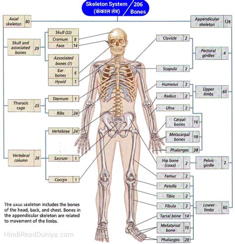 206 Bones Name List with Pictures | Skeletal System in Hindi and ...