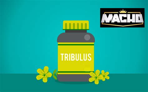 Tribulus Terrestris O Que Para Que Serve Pre O Atualizado