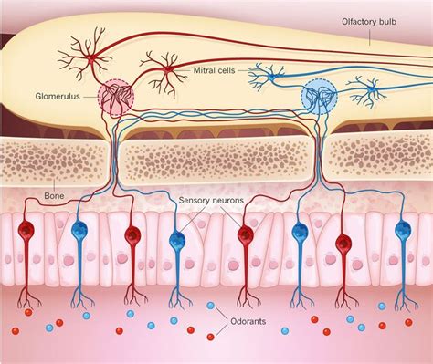 Sensory neurons in the nose are activated by specific odorants or groups of odorants (different ...