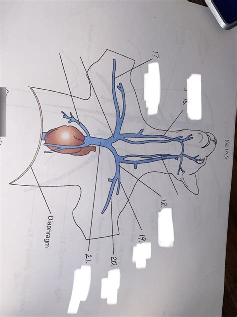 Veins Diagram Diagram Quizlet