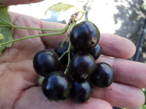 Características descriptivas de la variedad de grosella negra